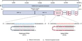 Therapeutic technique shows potential for inhibiting the proliferation of SARS-CoV-2