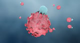 How a p53 Mutation Can Sensitize Tumors to Immunotherapy