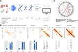 3D genome mapping tool reveals hidden complexity in DNA