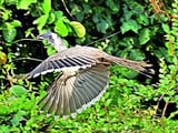 Grey Hornbills at home in Gir landscape after over 60 years