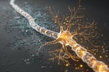 Boosting Protein Keeps Neurons Healthy and Extend Lifespan