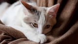 2 'exclusively indoor' cats in Michigan caught bird flu, potentially from their owners