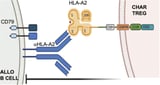 Genetically modified immune cell could help organ transplant patients who are prone to rejection