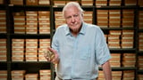 David Attenborough is left 'profoundly disturbed' to learn AI is being used to clone his voice for...