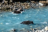 Scientists Warn Himalayan Rivers Are Becoming Increasingly Unstable