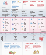 Mechanisms and therapeutic strategies of asthma: from bench to bedside