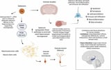 Selenium and Brain Aging: A Comprehensive Review with a Focus on Hippocampal Neurogenesis