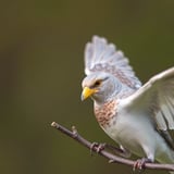 Wild Birds Propel the Ongoing U.S. Bird Flu Outbreak