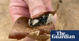 Two Sydney beaches still closed after mystery debris ‘grease balls’ washed ashore