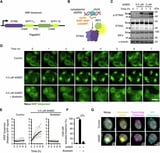 Illuminating the immune response to aberrant DNA