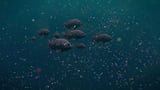 Study finds microplastics in 92% of deep-sea animals, with Indian Ocean far more polluted