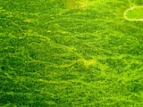 Scientists found a power source with negative carbon emissions