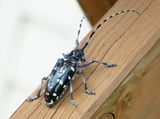 Asian Longhorned Beetle Eradicated In Shrewsbury