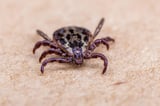 Tick Invasions Take Flight: The Climate Link to Global Pathogen Spread