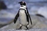 60,000 Penguins Died on 2 Remote Islands - and Scientists Think They Now Know the Reason Why