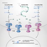 How modified RNA tricks the innate immune system