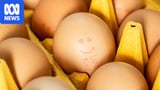 ACCC takes civil action against egg suppliers and producers for alleged cartel behaviour
