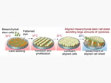 Aligned stem cell sheets could improve regenerative therapies