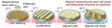 Aligned stem cell sheets boost protein production for improved tissue repair