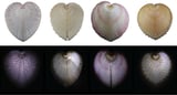 Heart cockles have windows in their shells to let in light for symbiotic algae