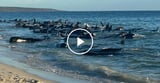 Video: Mass Whale Stranding in Western Australia