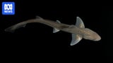 Shark species recorded making sounds underwater for the first time