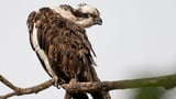 Rare ospreys breed at RSPB reserve in England for the first time