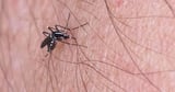 Major warning as disease-carrying mosquitoes found in UK