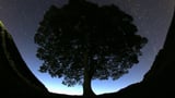 2 men are charged with cutting down famous 150-year-old tree near Hadrian's Wall in England