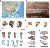 Ancient proteins identify various Denisovan remains from Southwest China