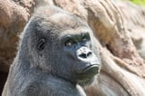 Meet Little Joe: Pittsburgh Zoo to welcome new gorilla in exchange with Boston