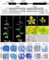 Genetic module unlocks male sterility for hybrid watermelon breeding | Newswise