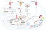 Metabolic switch: lymphocytes and the onset of T-cell-mediated autoimmunity