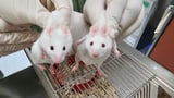 “Extraordinary” Mouse Created Using Gene That’s Older Than Animal Life Itself