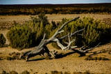 Africa's famous Serengeti and Maasai Mara are being hit by climate change—a major threat to wildlife and tourism