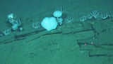 Scientists Have Just Discovered a 5 Million-Year-Old Whale Necropolis in the Deep Sea