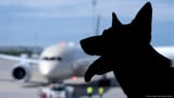 Pets aren't passengers, EU top court finds
