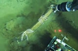 Underwater whale graveyard is home to jellyfish and bone-eating worms | AP News