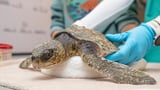 Hundreds of turtles with hypothermia washing up on Cape Cod beaches