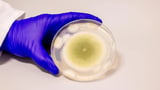 Notorious Fungus Blamed for ‘Mummy’s Curse’ Is Now a Promising Cancer Treatment