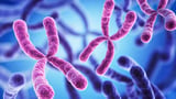 Why Humans Are More Susceptible to Cancer