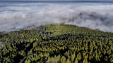 Study shows limits of planting trees to offset burning of fossil fuels | AP News