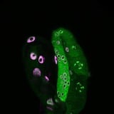 Leaving a mark: New research shows how longevity is inherited across generations