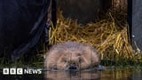 Two pairs of beavers released in Cornwall by wildlife trust