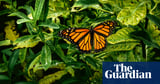 Butterfly population in US shrinking by 22% over last 20 years, study shows