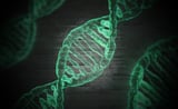 Stem Cell Model Yields Yolk Sac Sans Hypoblasts