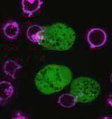 Wily parasite kills human cells and wears their remains as disguise