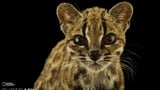 New cat species identified for first time in 100 years