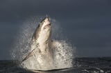 Ecosystem disrupted following the disappearance of great white sharks, study finds