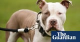 Man charged over fatal attack by two XL bully dogs in Essex